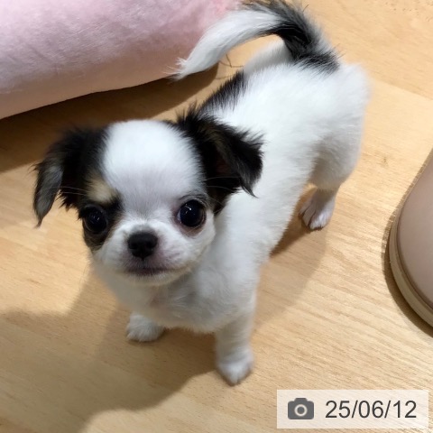 チワワの写真