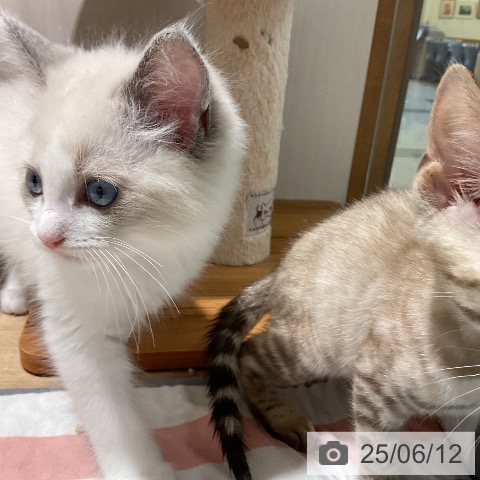 ラグドールの写真