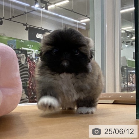 ペキニーズの写真