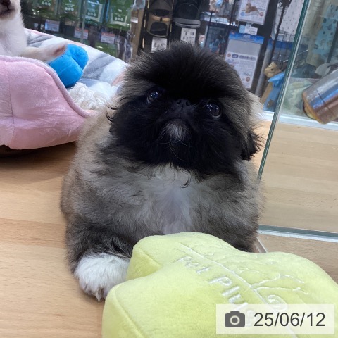 ペキニーズの写真