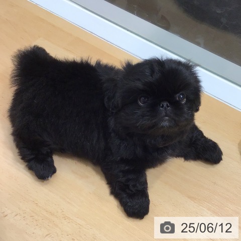ペキニーズの写真