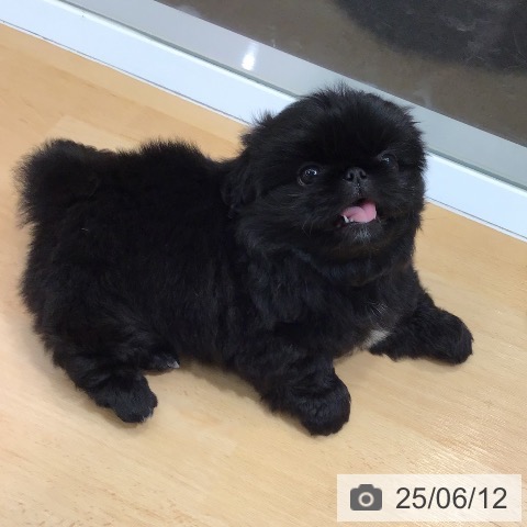 ペキニーズの写真