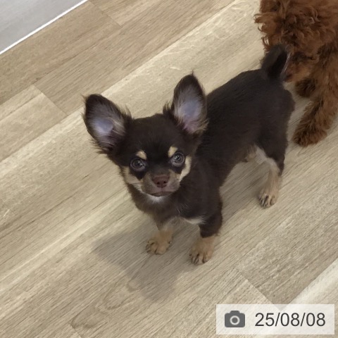 チワワの写真