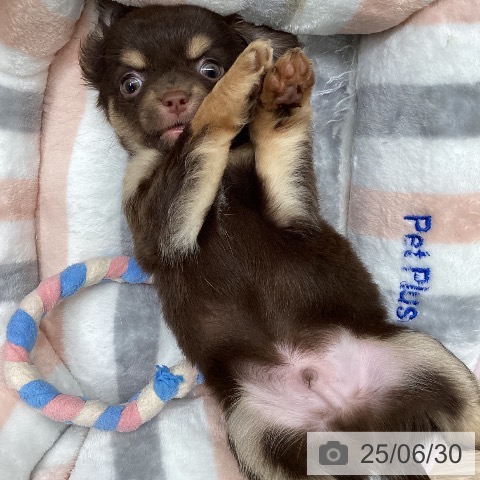 チワワの写真