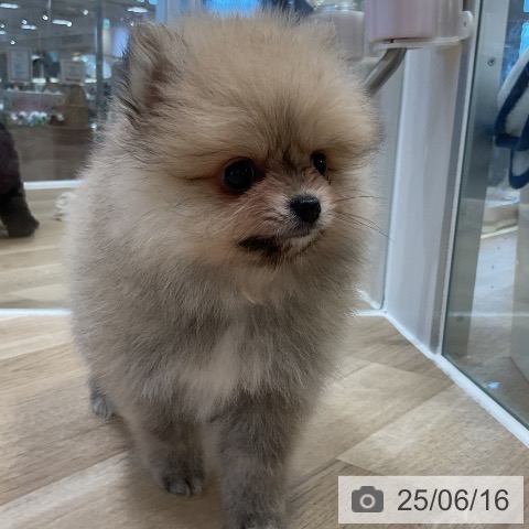 ポメラニアンの写真