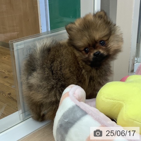 ポメラニアンの写真