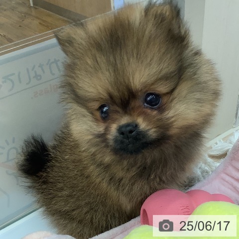 ポメラニアンの写真