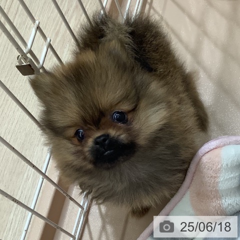 ポメラニアンの写真