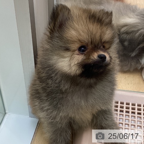 ポメラニアンの写真