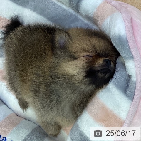 ポメラニアンの写真