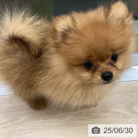 ポメラニアンの写真