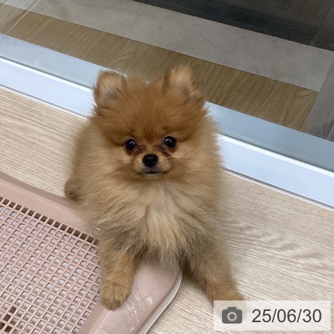 ポメラニアンの写真