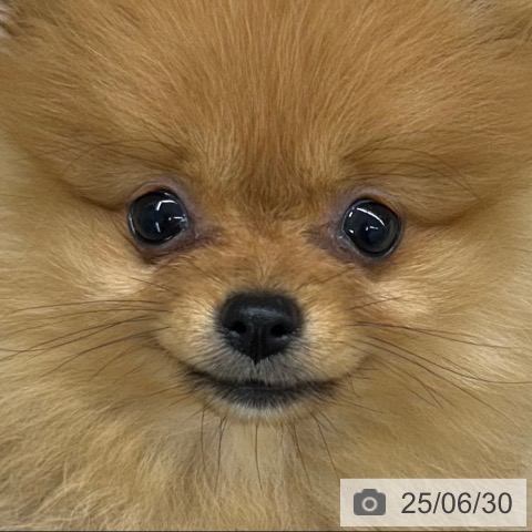 ポメラニアンの写真
