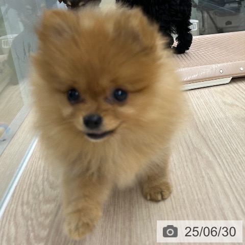 ポメラニアンの写真