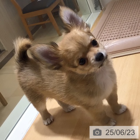 チワワの写真