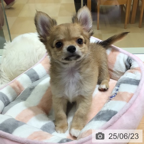 チワワの写真