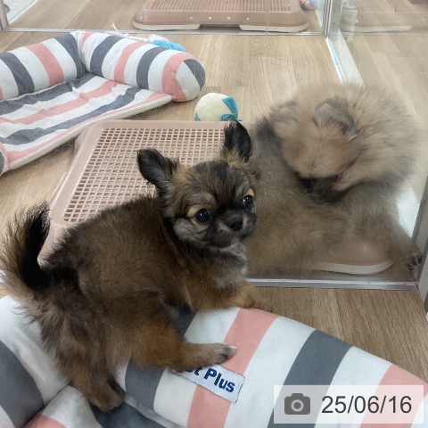 チワワの写真