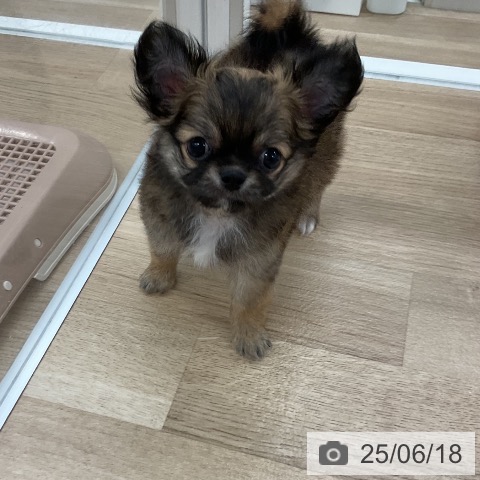 チワワの写真