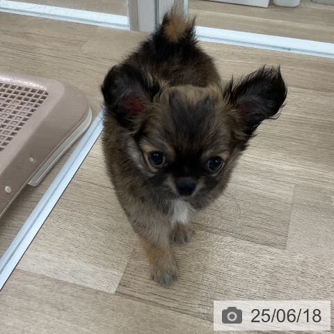 チワワの写真