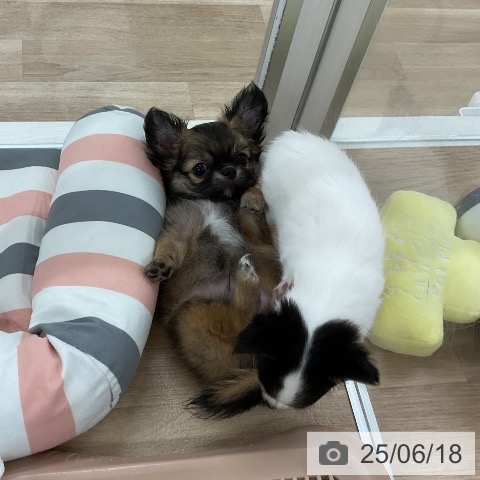 チワワの写真