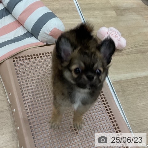 チワワの写真