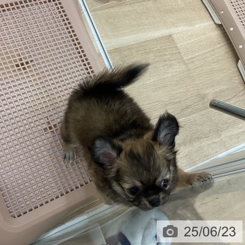 チワワの写真