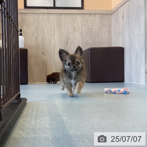 チワワの写真