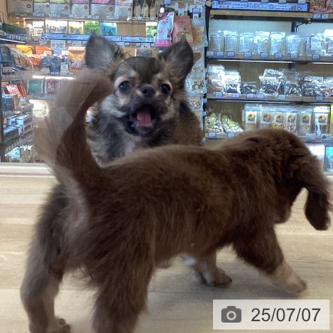 チワワの写真