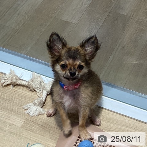 チワワの写真