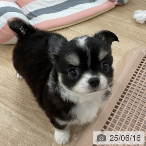 チワワの写真