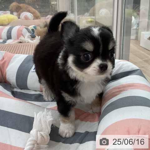 チワワの写真