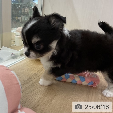 チワワの写真