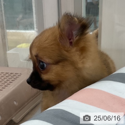 チワワの写真