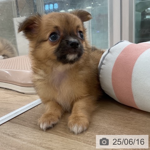 チワワの写真