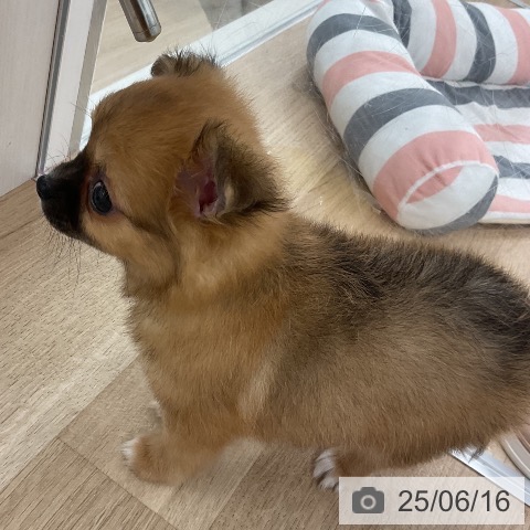 チワワの写真