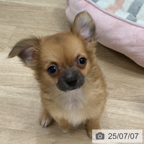チワワの写真