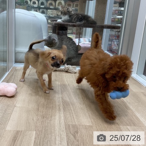 チワワの写真