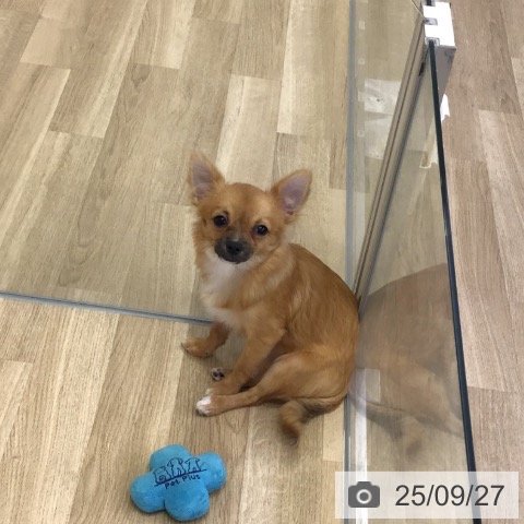 チワワの写真