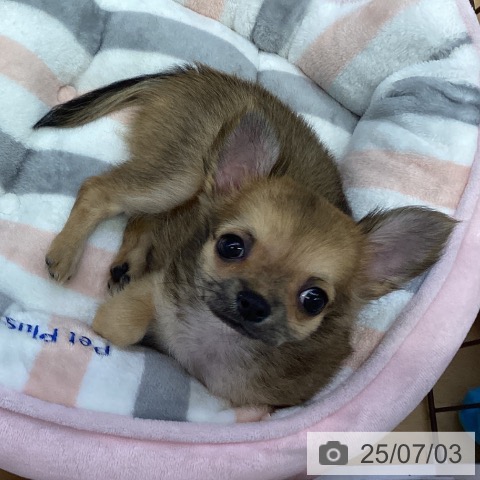 チワワの写真