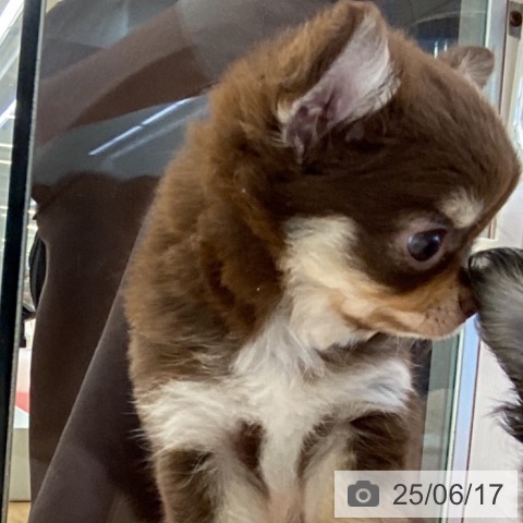 チワワの写真