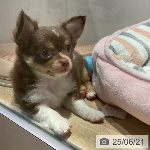 チワワの写真