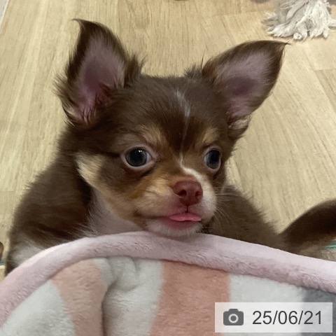 チワワの写真