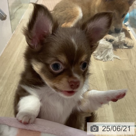チワワの写真