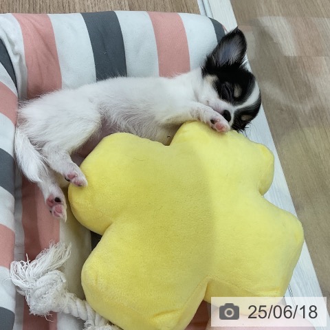 チワワの写真