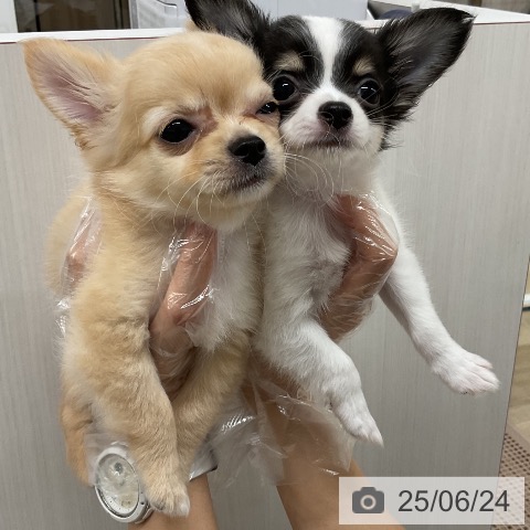 チワワの写真