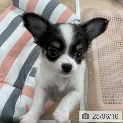 チワワの写真
