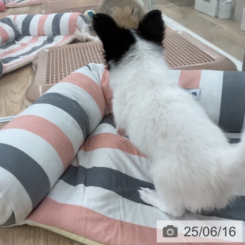 チワワの写真