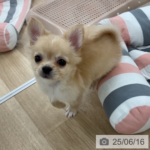 チワワの写真