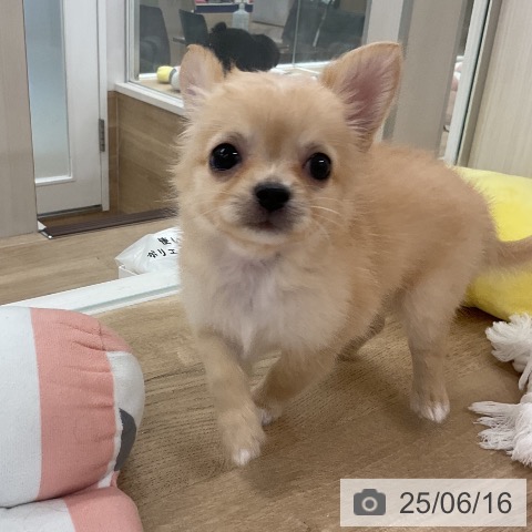 チワワの写真