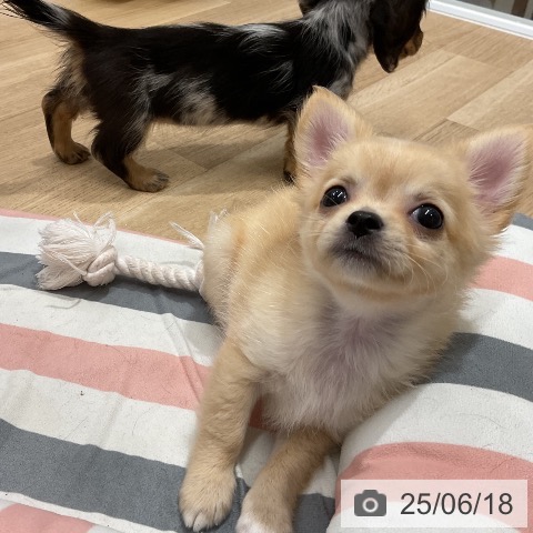 チワワの写真